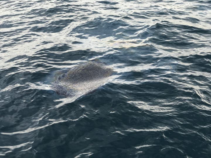 Klump med olja i havet
