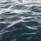 Klump med olja i havet 170528.png